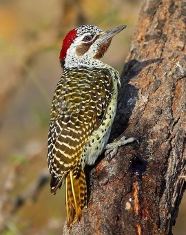 female Bennetts Woodpecker 