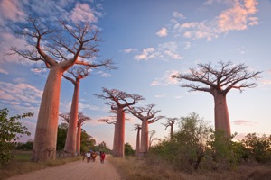 The once extensive Baobab forests had to make way for rice paddies