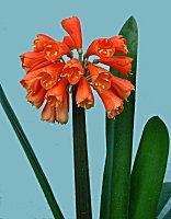 Clivia cyrtanthiflorus