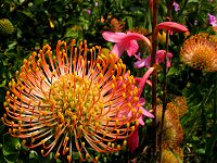 Leucospermum