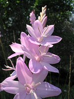 Watsonia