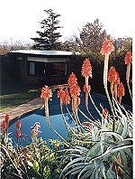 Aloe arborescens