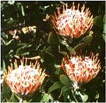 Leucospermum glabrum