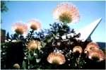 Leucospermum
cordifolium