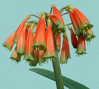 Clivia caulescens X New Dawn Broad Petal Yellow