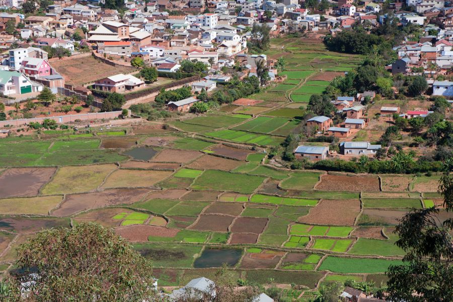 Rice Paddies in Tana, Madagascar