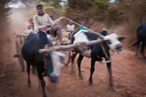 Zebu Racer
