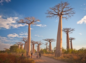 Baobabs and Bicycle (1. Prize)