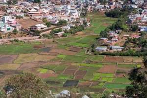 Rice Paddies in Tana, Madagascar