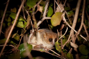 Pygmy Mouse Lemur