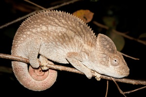 Oustalet's Chameleon