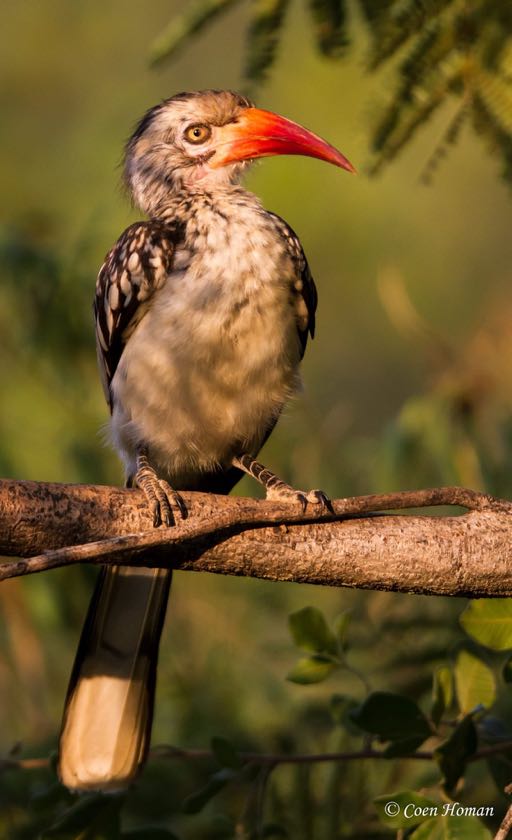 Southern Red-billed Hornbill