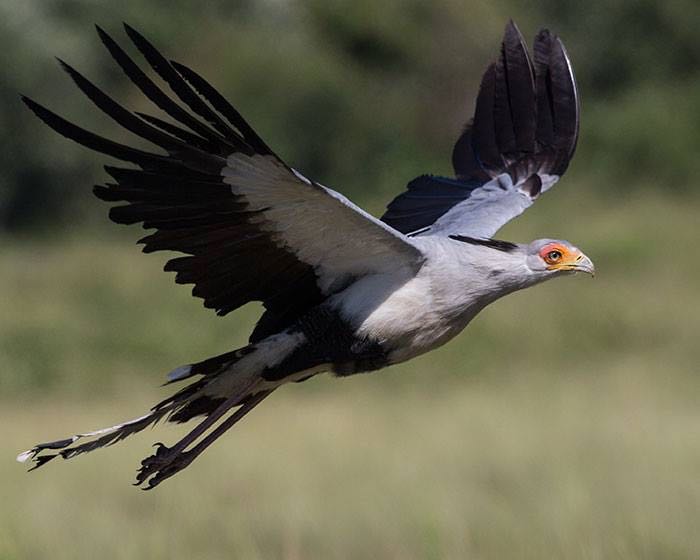 Secretary Bird
