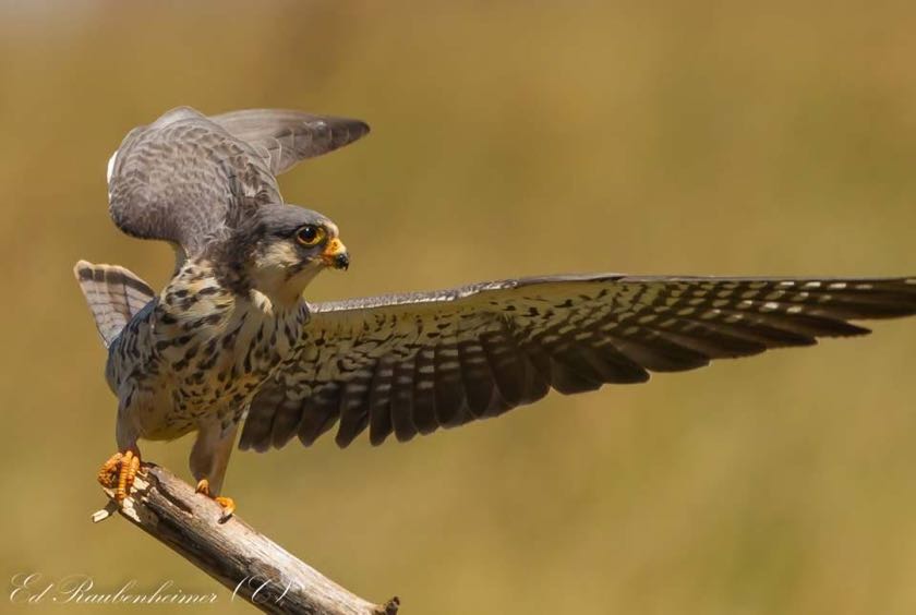 Amur Falcon