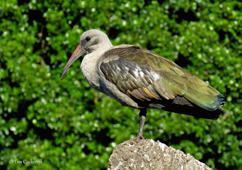 Hadeda Ibis