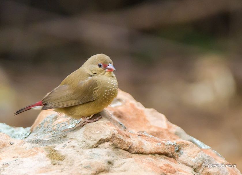 Red-billed Firefinch
