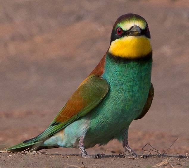 European Bee-eater