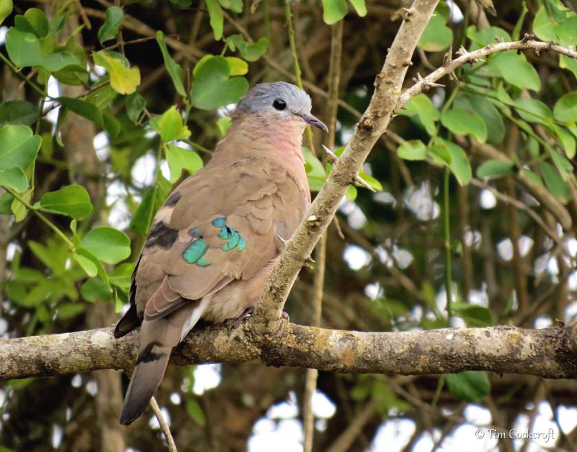 Emerald-spotted Wood-Dove