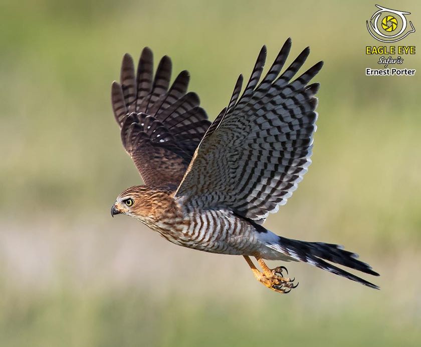 Gabar Goshawk