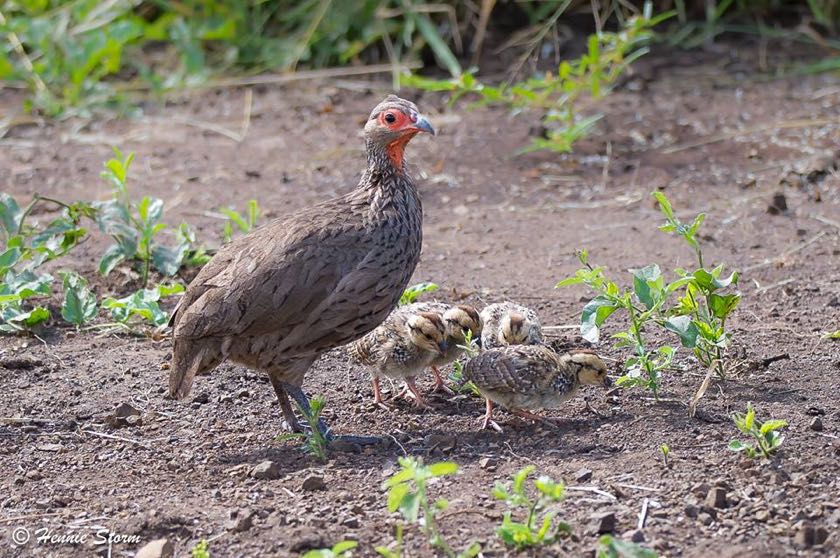 Swainson's Spurfowl