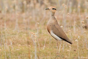 Temminck's Courser