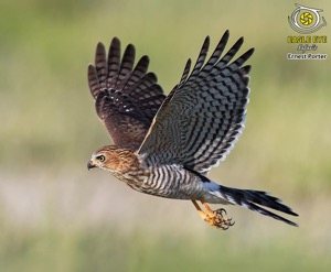 Gabar Goshawk