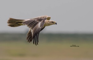 Tawny Eagle. CKGR
