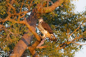 African Hawk-Eagle