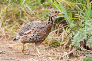 Shelley's Francolin