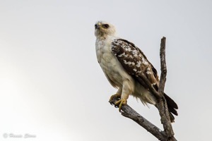 White morph of the Wahlbergs Eagle