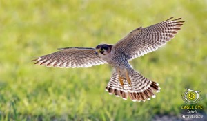 Red-necked Falcon