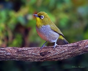 Cape White-eye