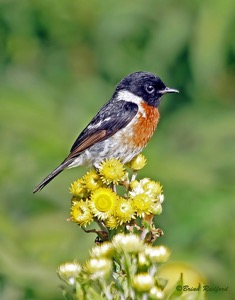 African Stonechat
