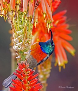 Greater Double-collared Sunbird