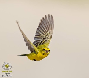 Yellow Canary
