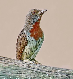 Red-throated Wryneck