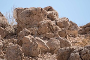 Master of disguise - Ruppell's Korhaan