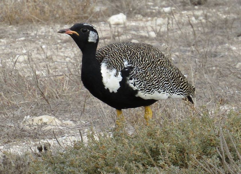 Southern Black Korhaan