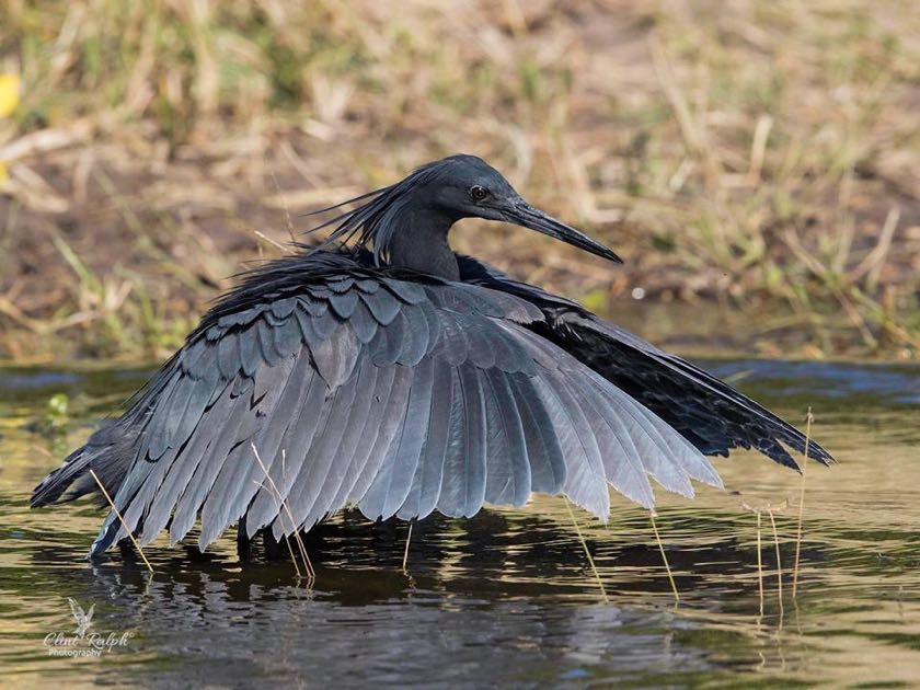 Black Heron