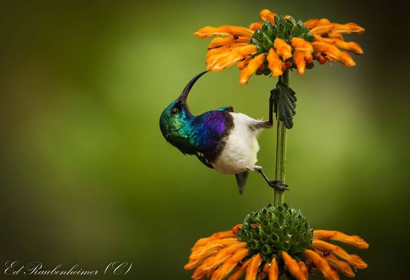 White-bellied Sunbird
