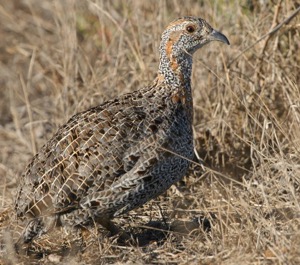 Grey-winged Francolin