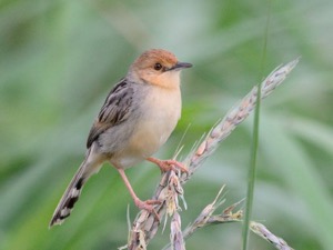 Chirping Cisticola