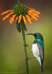 White-bellied Sunbird