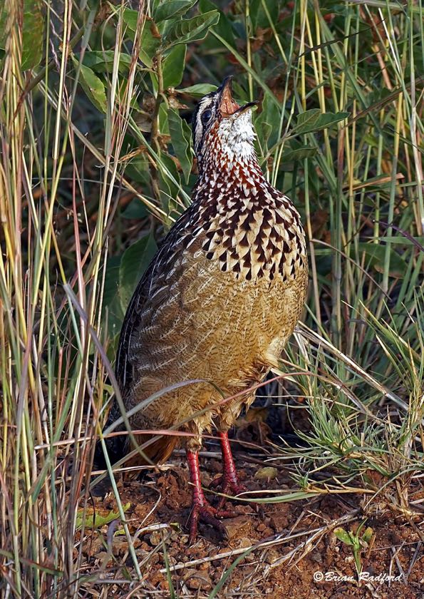 Crested Francolin