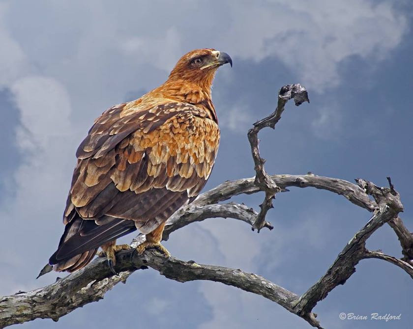 Tawny Eagle