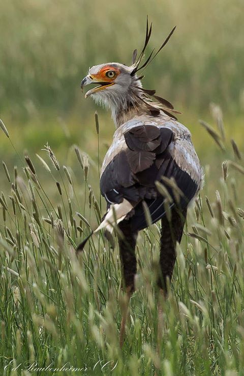 Secretarybird