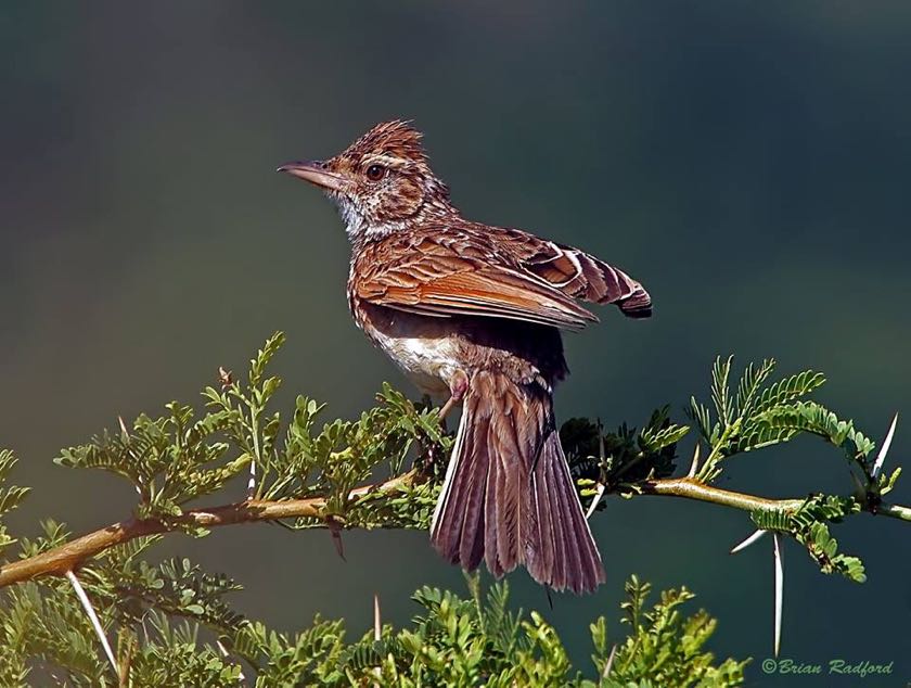 Rufous-naped Lark