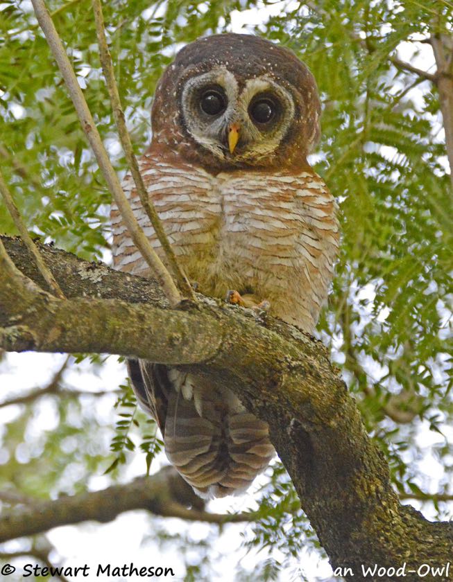 African Wood-Owl