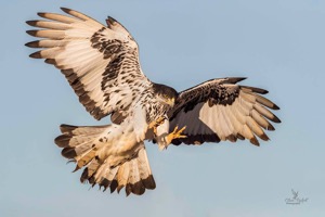African Hawk-Eagle