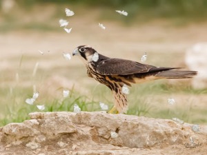 Lanner Falcon